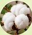 Cotton