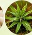 Hemp