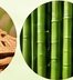 Bamboo